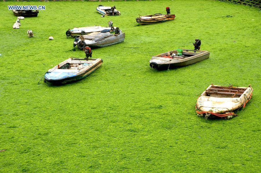 #CHINA-LIANYUNGANG-GREEN ALGAE(CN)