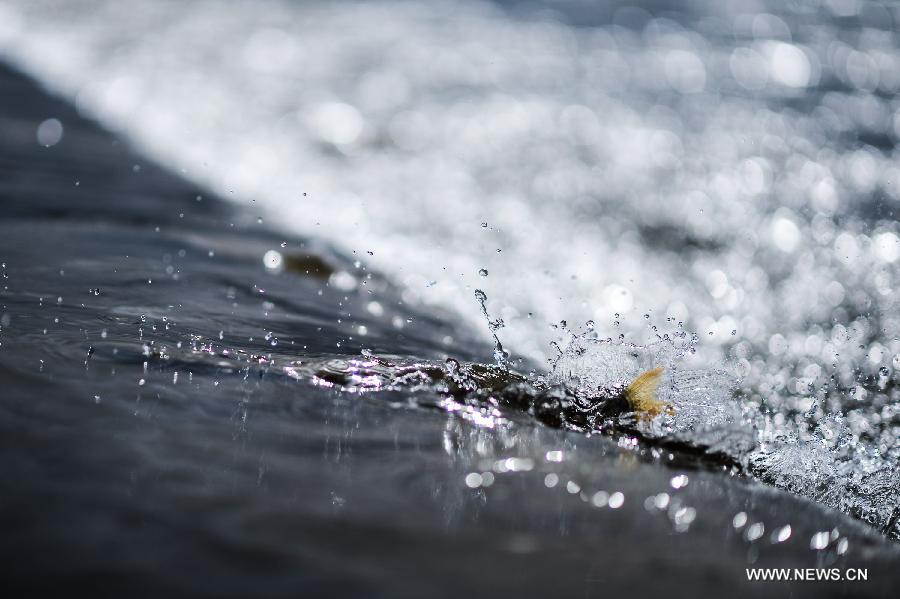 An adult migratory naked carp (Gymnocypris przewalskii), a kind of rare carp, is seen during the spawning season in the Shaliu river around Qinghai Lake, northwest China's Qinghai Province, June 23, 2015.