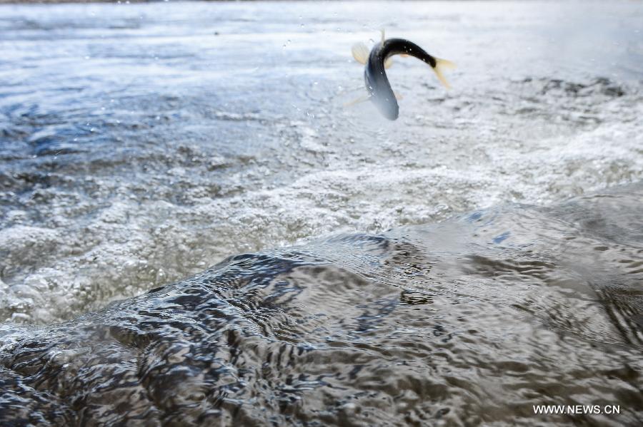 A naked carp leaps over the Shaliu river around Qinghai Lake, northwest China's Qinghai Province, June 23, 2015.