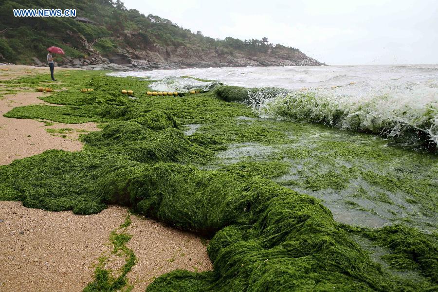 #CHINA-LIANYUNGANG-GREEN ALGAE(CN)