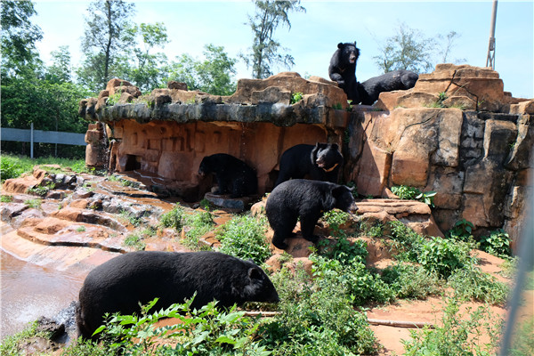 Hainan's kingdom of animals and tropical plants