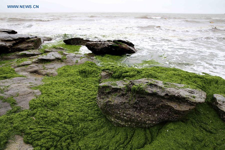 #CHINA-LIANYUNGANG-GREEN ALGAE(CN)