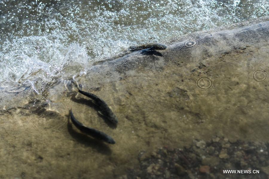 Adult migratory naked carps (Gymnocypris przewalskii), a kind of rare carps, are seen during the spawning season in the Shaliu river around Qinghai Lake, northwest China's Qinghai Province, June 23, 2015.