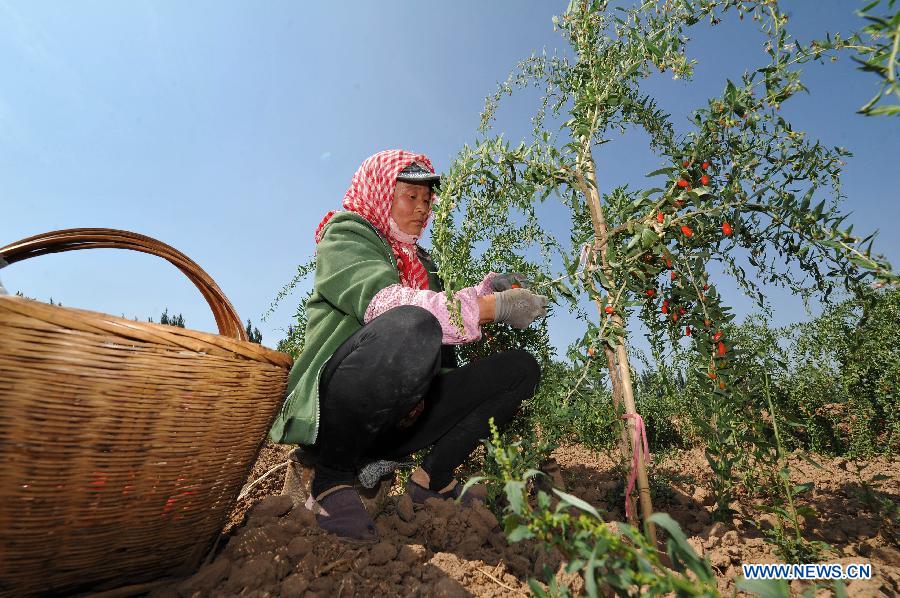 CHINA-NINGXIA-WOLFBERRY-HARVEST (CN) 