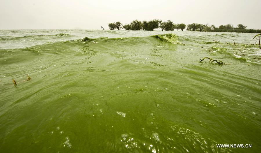 #CHINA-ANHUI-CHAOHU LAKE-BLUE-GREEN ALGAE(CN)