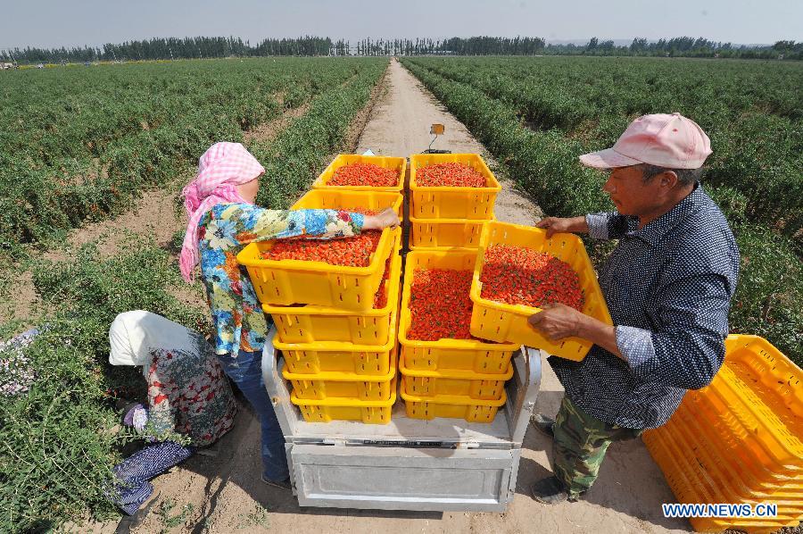 CHINA-NINGXIA-WOLFBERRY-HARVEST (CN) 