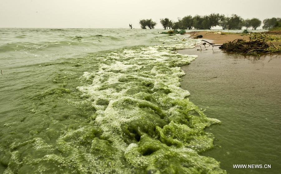 #CHINA-ANHUI-CHAOHU LAKE-BLUE-GREEN ALGAE(CN)