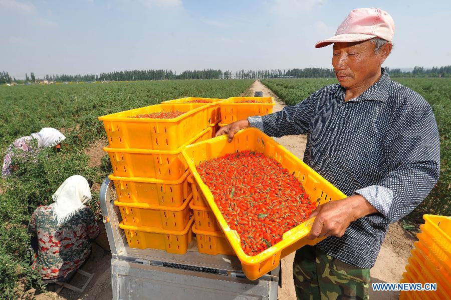 CHINA-NINGXIA-WOLFBERRY-HARVEST (CN) 