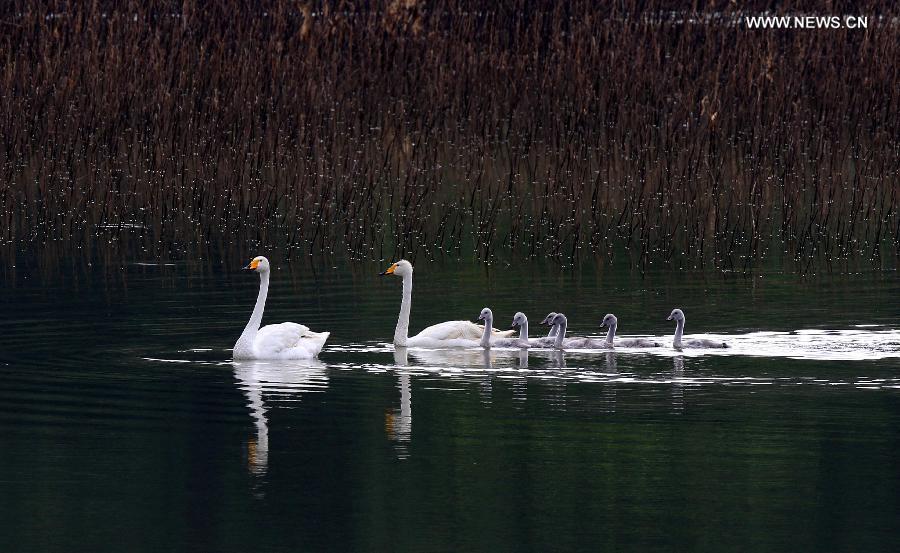 CHINA-HENAN-SWAN FAMILY (CN)