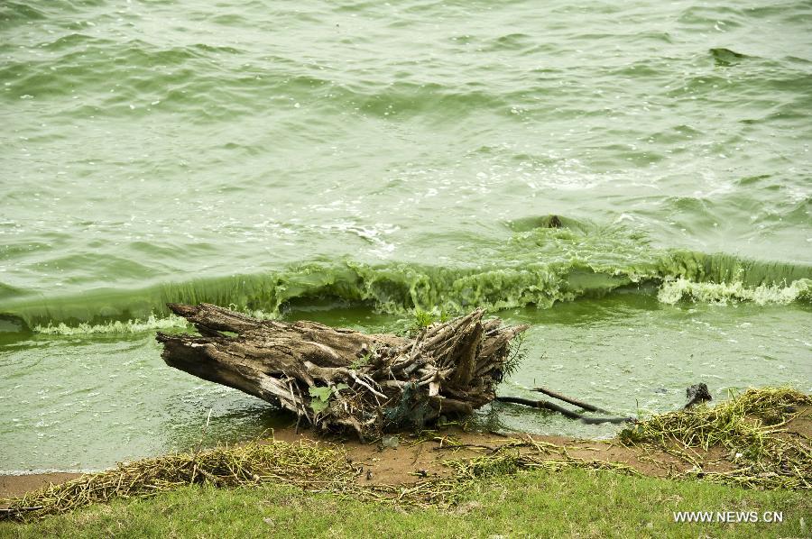 #CHINA-ANHUI-CHAOHU LAKE-BLUE-GREEN ALGAE(CN)