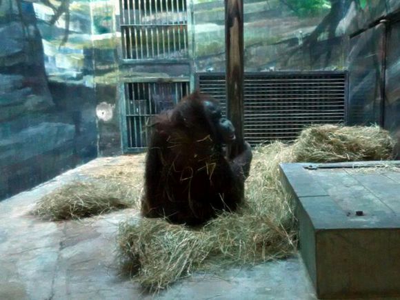 A black bear is seen in Beijing Zoo.(File photo)