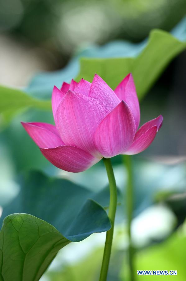 A lotus flower is in full bloom at the Zijinshan Park in Zhengzhou, capital of central China's Henan Province, July 1, 2015.
