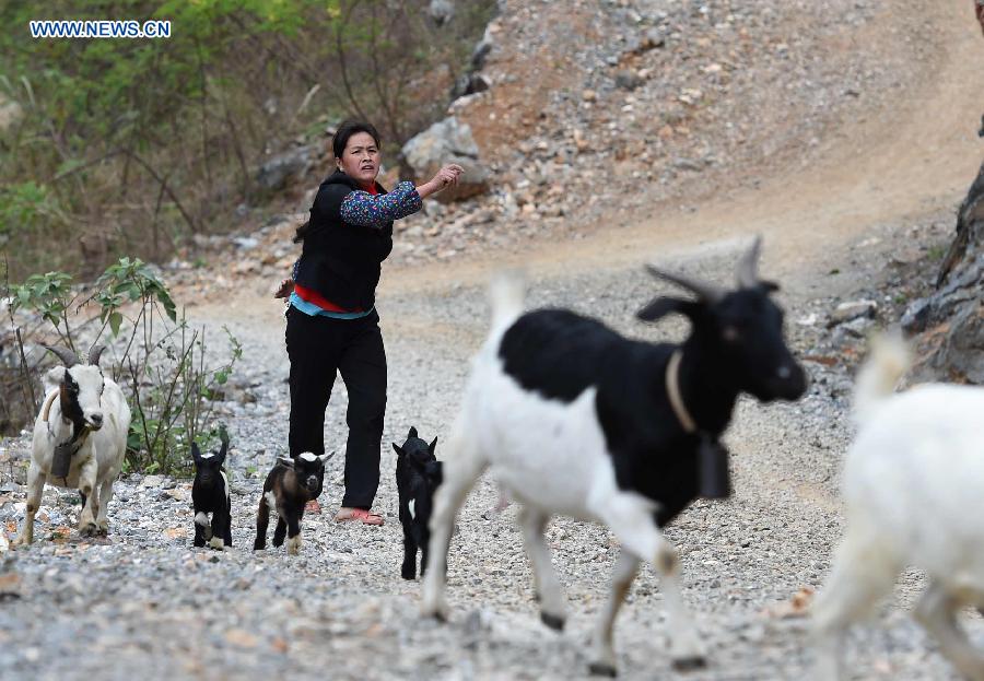 A villager of Nongyong Village herds sheep in Dahua Yao Autonomous County, south China's Guangxi Zhuang Autonomous Region, March 3, 2015. 