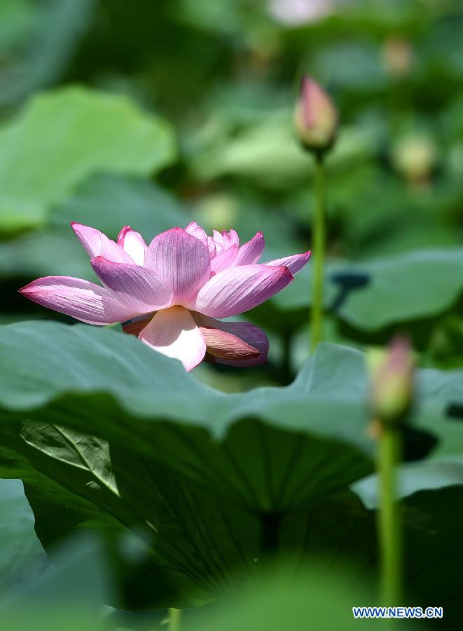 A lotus flower is in full bloom at the Zijinshan Park in Zhengzhou, capital of central China's Henan Province, July 1, 2015. 