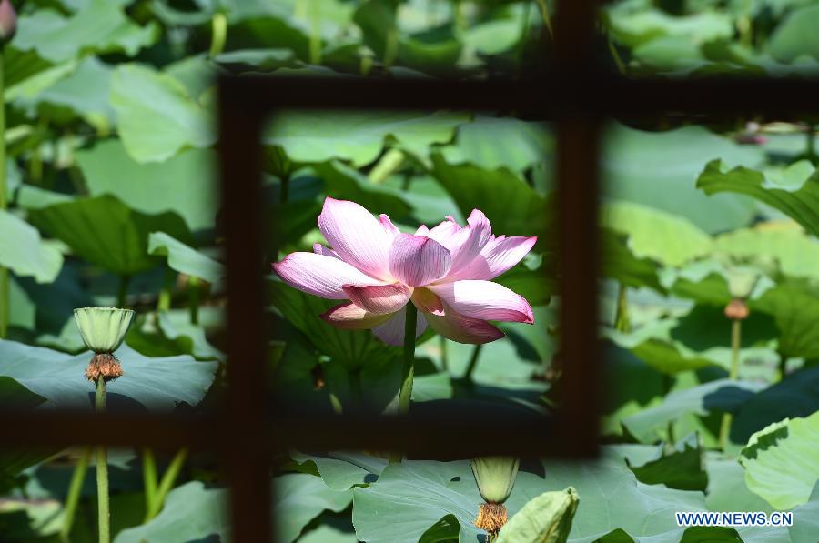 A lotus flower is in full bloom at the Zijinshan Park in Zhengzhou, capital of central China's Henan Province, July 1, 2015.