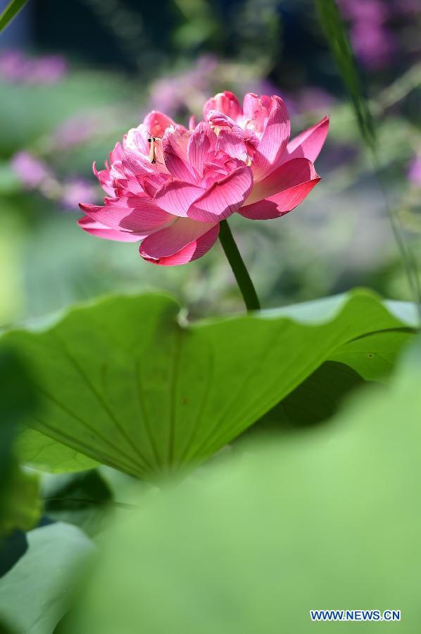 A lotus flower is in full bloom at the Zijinshan Park in Zhengzhou, capital of central China's Henan Province, July 1, 2015.