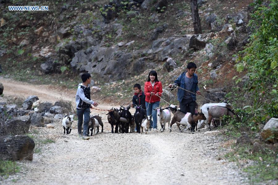 41-year-old villager Meng Guidong (1st R) and his children herd sheep in Nongyong Village of Dahua Yao Autonomous County, south China's Guangxi Zhuang Autonomous Region, March 2, 2015.