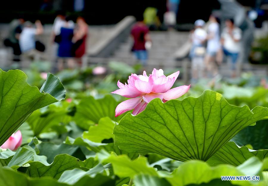 CHINA-HENAN-ZHENGZHOU-LOTUS (CN)