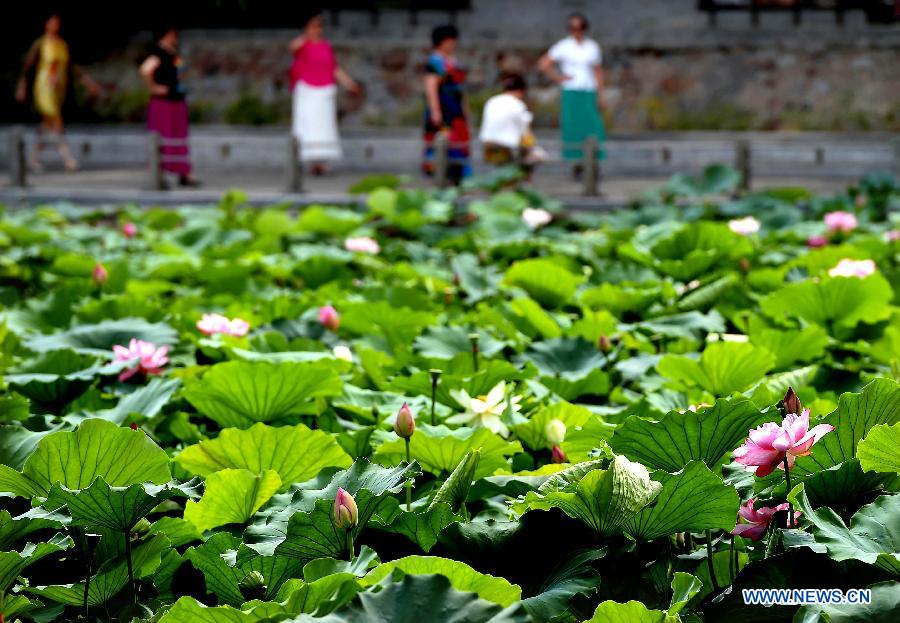 CHINA-HENAN-ZHENGZHOU-LOTUS (CN)