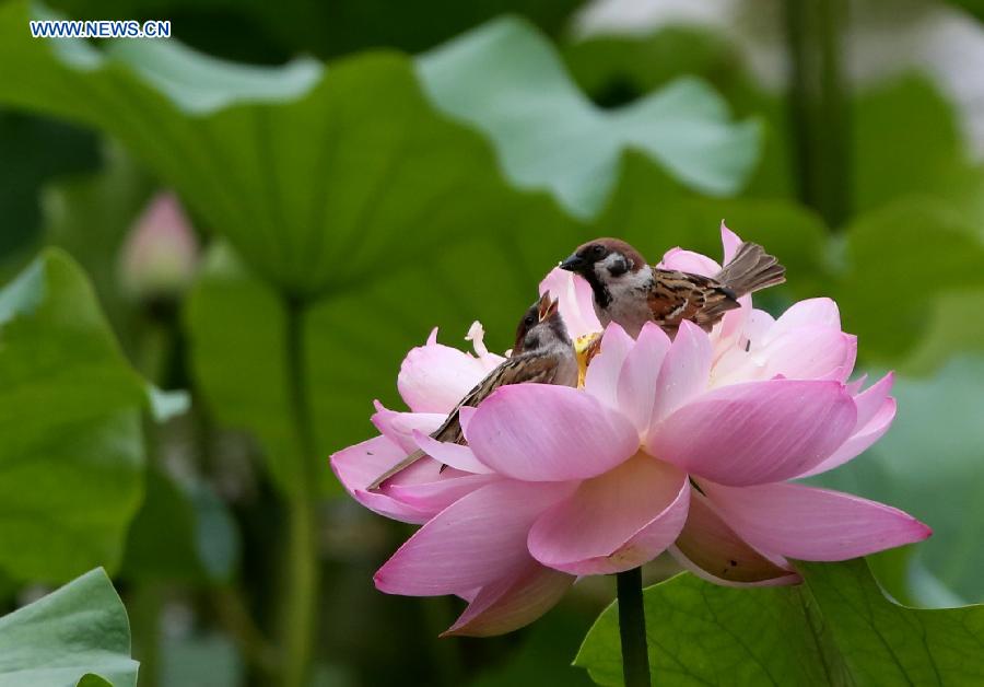 Sparrows forage on a lotus flower at Zizhuyuan Park in Beijing, capital of China, July 7, 2015.