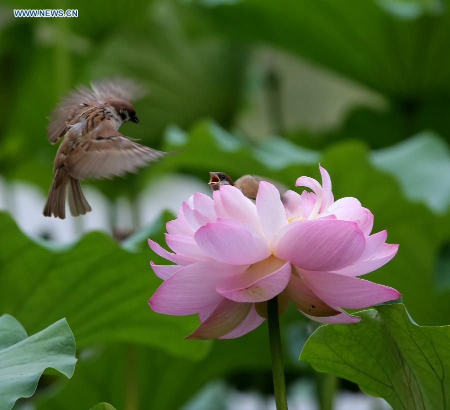 Sparrows forage on a lotus flower at Zizhuyuan Park in Beijing, capital of China, July 7, 2015.