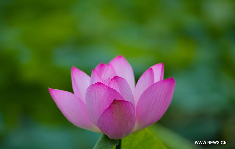 CHINA-HUNAN-LOTUS (CN)