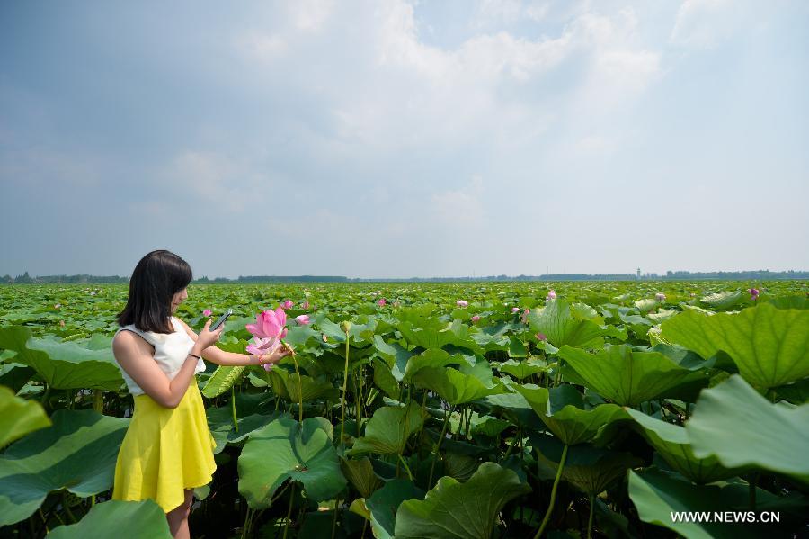 CHINA-HUNAN-LOTUS (CN)