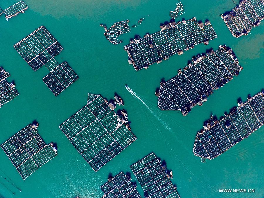 A boat sails at aquaculture area in Ningde, southeast China's Fujian Province, July 9, 2015. 
