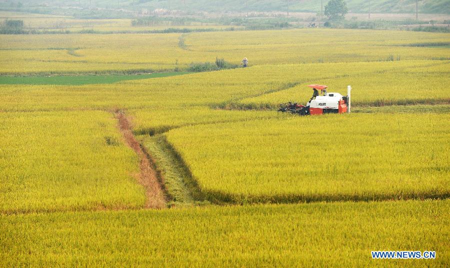 A paddy harvester works in a farm in Shanghekou village of Changyi Township, Xinjian County, in east China's Jiangxi Province, July 13, 2015. 