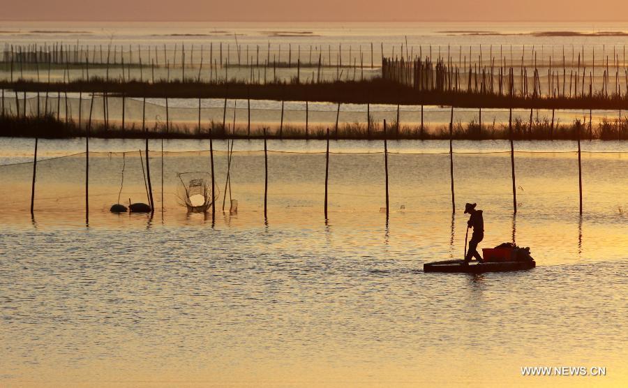 A fisherman works on a shoal used to raise crabs in Wenling, east China's Zhejiang Province, July 12, 2015.