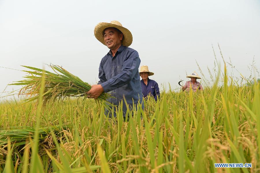 Farmer Zhu Yuming collects the paddy in a farm in Shanghekou village of Changyi Township, Xinjian County, in east China's Jiangxi Province, July 13, 2015.