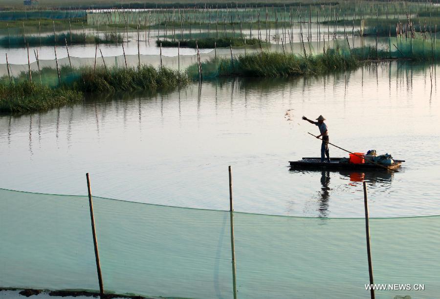 A fisherman works on a shoal used to raise crabs in Wenling, east China's Zhejiang Province, July 12, 2015.