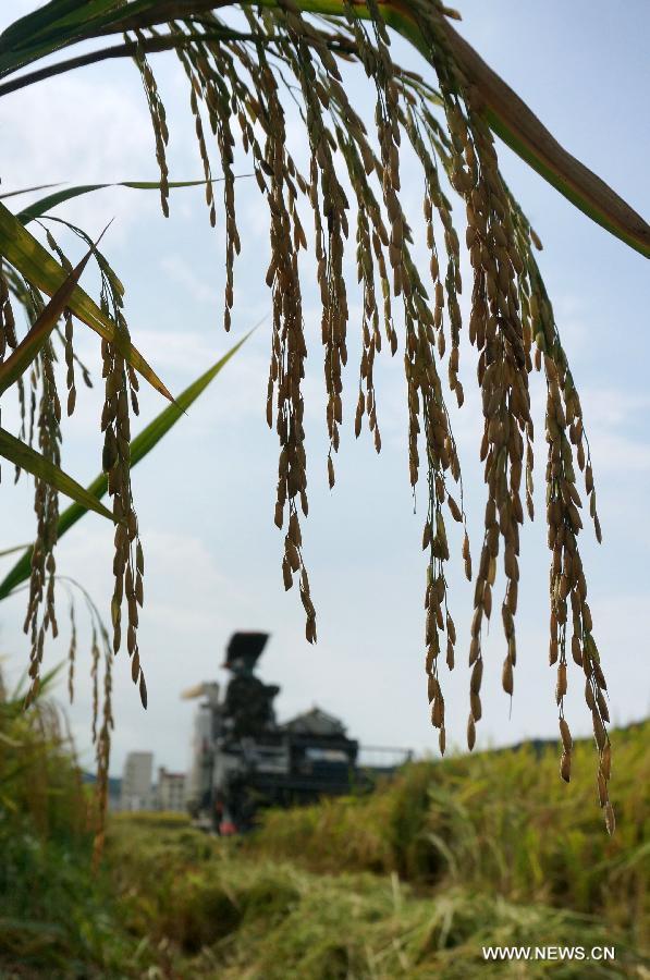 A reaper harvests early season rice in Wangdian Village, Baise City of south China's Guangxi Zhuang Autonomous Region, July 15, 2015.