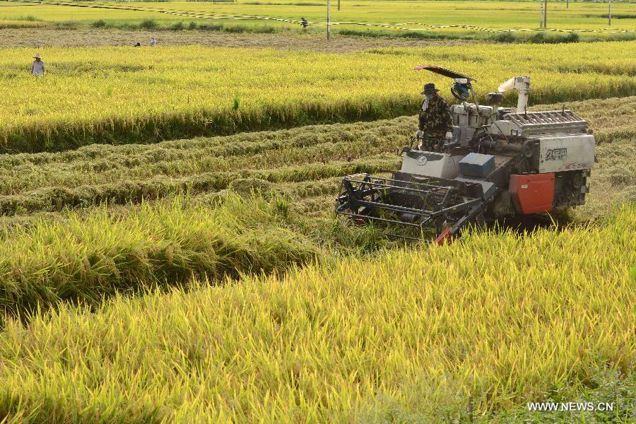 A reaper harvests early season rice in Wangdian Village, Baise City of south China's Guangxi Zhuang Autonomous Region, July 15, 2015.