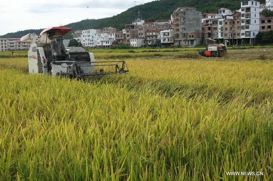 Reapers harvest early season rice in Wangdian Village, Baise City of south China's Guangxi Zhuang Autonomous Region, July 15, 2015. 