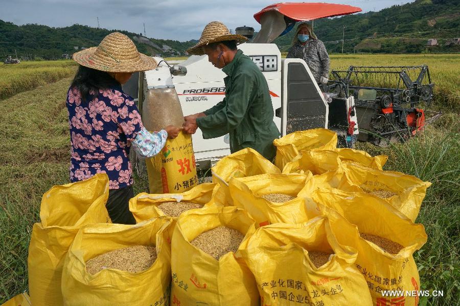 Farmers harvest early season rice in Wangdian Village, Baise City of south China's Guangxi Zhuang Autonomous Region, July 15, 2015.