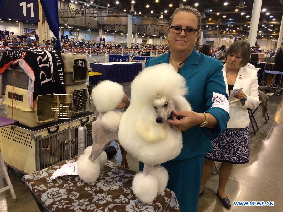 A woman works on her dog during the 38th Annual Houston World Series of Dog Shows at the NRG Park in Houston, the United States, July 16, 2015. 