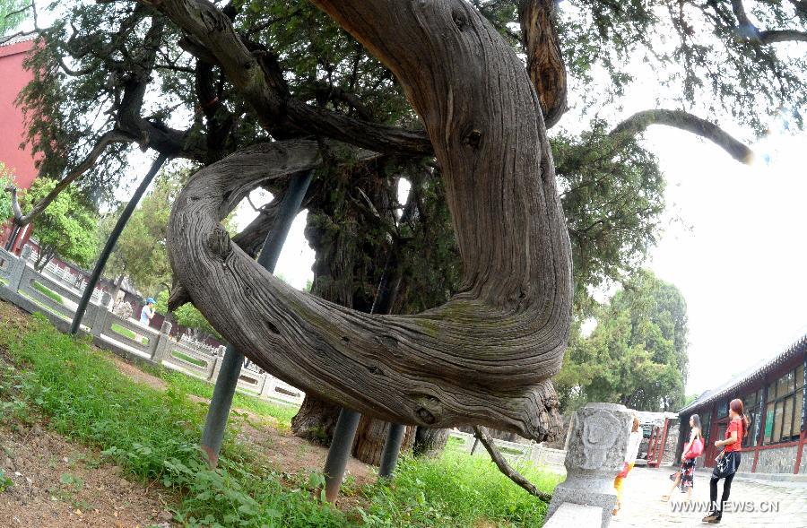 Tourists walk pass an ancient cypress in Dai Temple at the foot of Mount Tai in Tai'an, east China's Shandong Province, July 17, 2015.