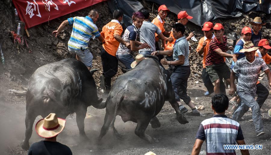 CHINA-GUIZHOU-JIANHE-BULL-FIGHT