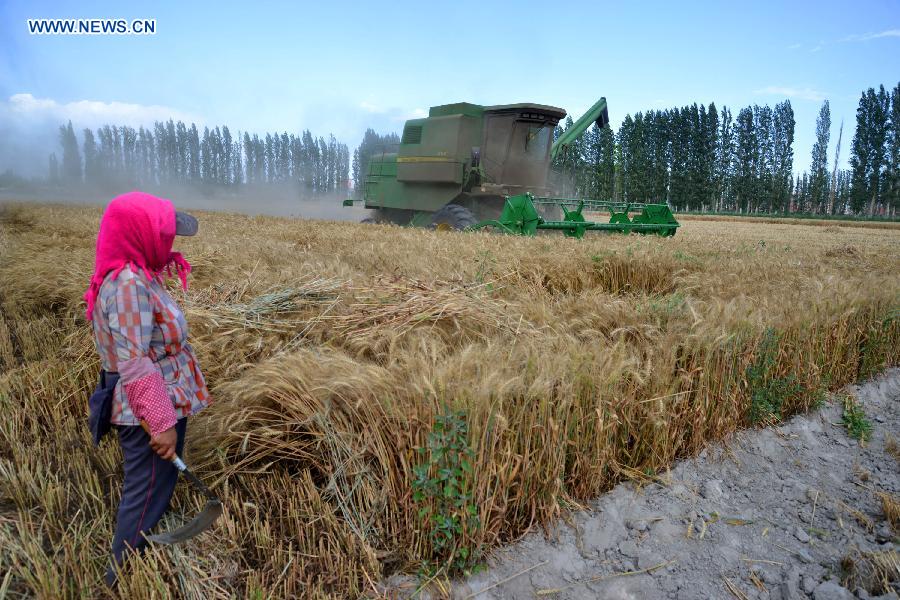 #CHINA-XINJIANG-WHEAT-HARVEST (CN)