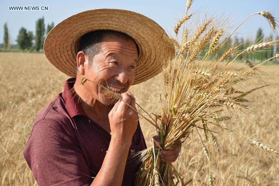 #CHINA-XINJIANG-WHEAT-HARVEST (CN)