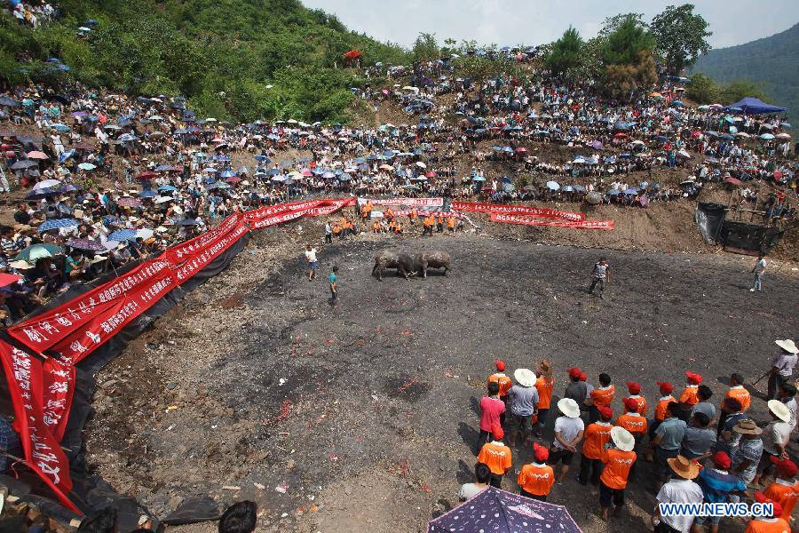 CHINA-GUIZHOU-JIANHE-BULL-FIGHT