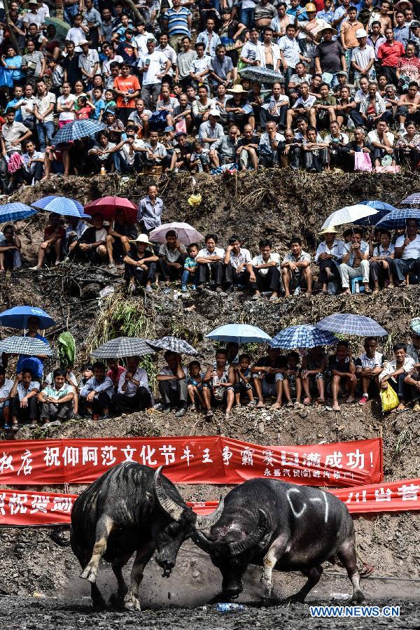 CHINA-GUIZHOU-JIANHE-BULL-FIGHT