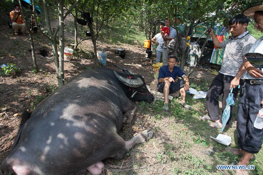 CHINA-GUIZHOU-JIANHE-BULL-FIGHT