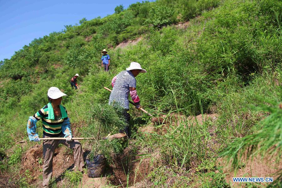 Farmers plant Chinese pines in Luanping County, Chengde city, north China's Hebei Province, July 24, 2015. 