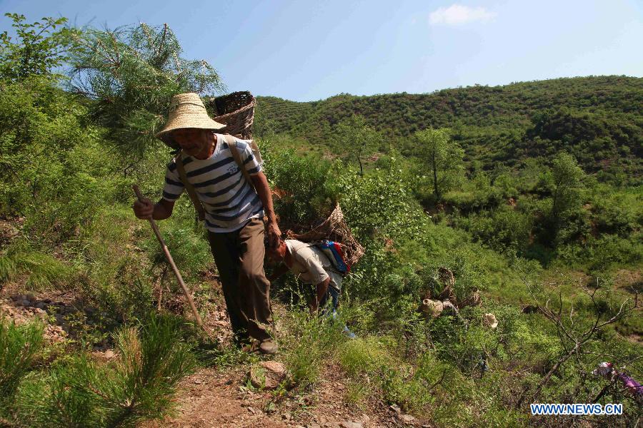 Farmers walk to plant trees in Luanping County, Chengde city, north China's Hebei Province, July 24, 2015. 