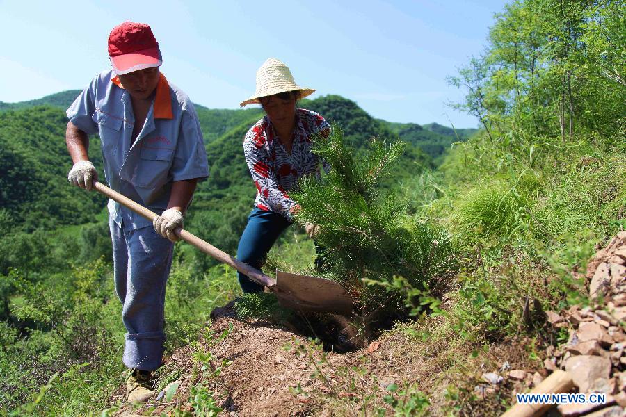 Farmers plant Chinese pines in Luanping County, Chengde city, north China's Hebei Province, July 24, 2015.