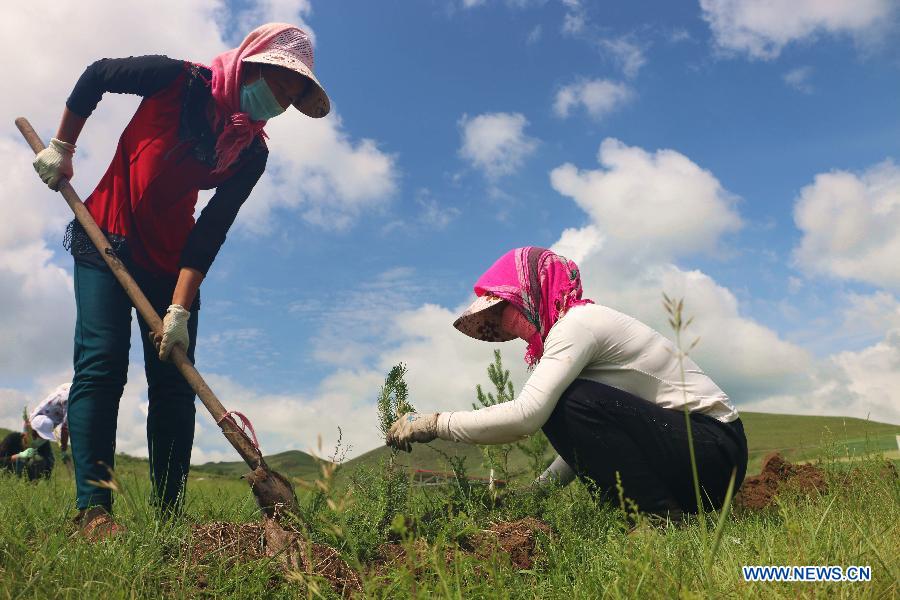 Farmers plant pines in Fengning Manchu Autonomous County, Chengde city, north China's Hebei Province, July 24, 2015.