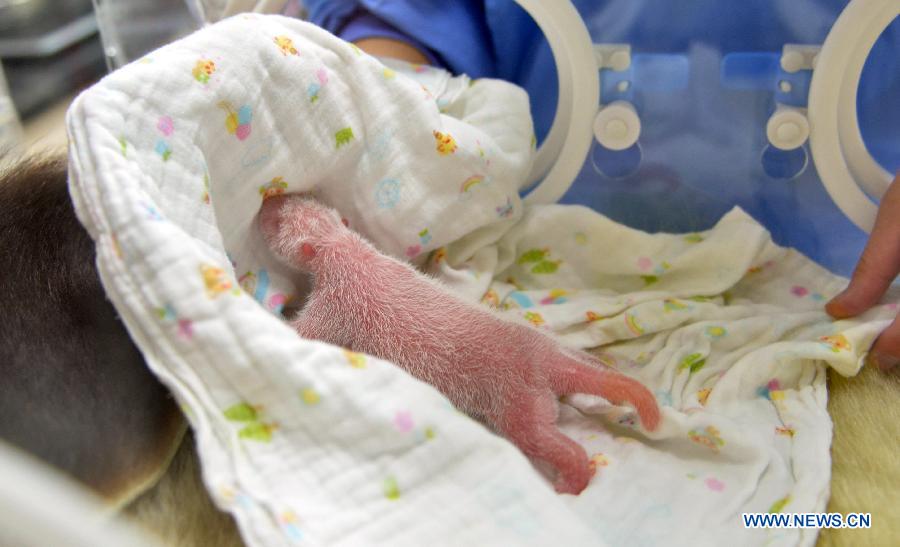 Photo taken on July 27, 2015 shows a newborn panda cub at China Gaint Panda Research Center in Ya'an, southwest China's Sichuan Province. Gaint panda Linbing gave birth to twin baby cubs on Tuseday. (Xinhua/Zhan Yan) 