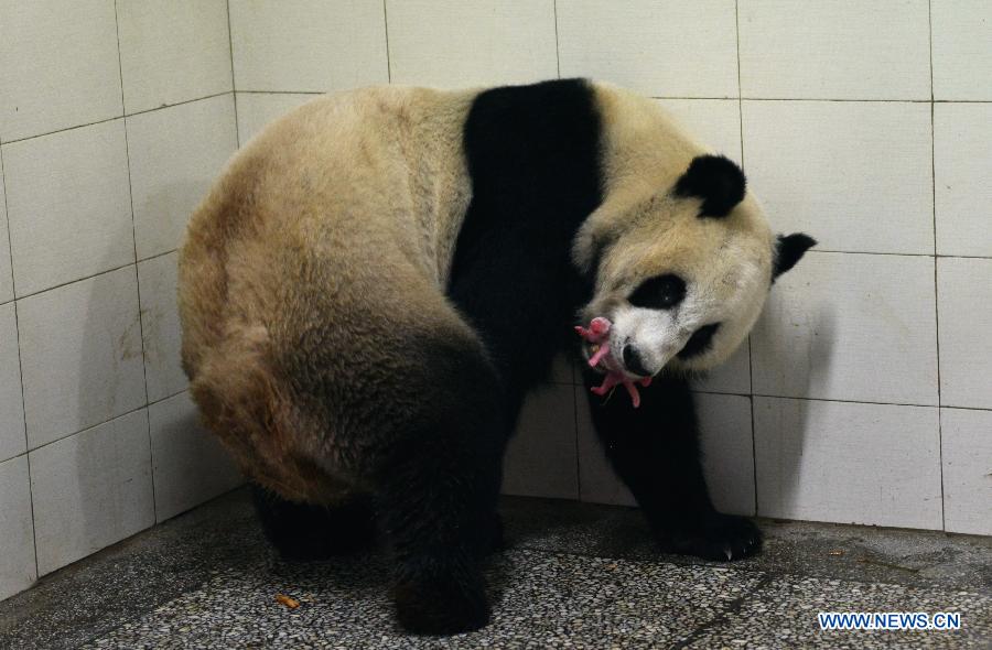 Photo taken on July 27, 2015 shows gaint panda Linbing holds a panda cub in her month at China Giant Panda Research Center in Ya'an, southwest China's Sichuan Province. Gaint panda Linbing gave birth to twin baby cubs on Tuseday. (Xinhua/Zhan Yan) 